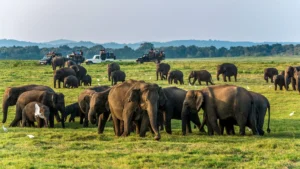 Wild Elephants in Sri lanka - Baurs T ravels