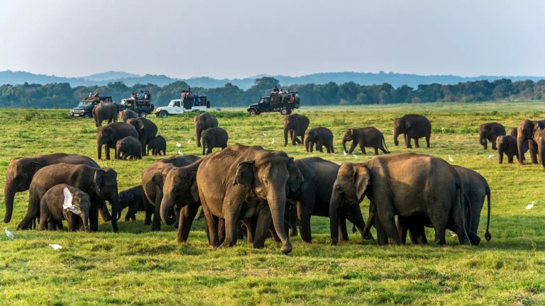 Wild Elephants in Sri lanka - Baurs T ravels