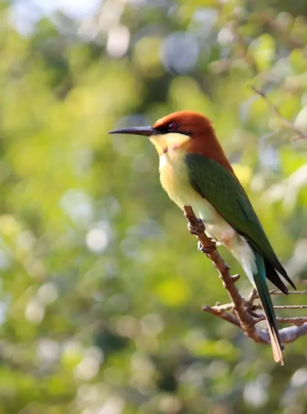 Bird Watching Sri Lanka – Baurs Travels