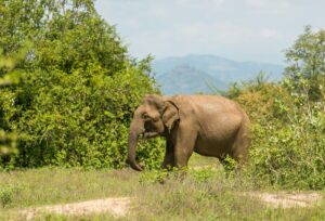Ein einzelner asiatischer Elefant läuft durch die Savannenlandschaft im Udawalawe Nationalpark vor den Bergen Sri Lankas.