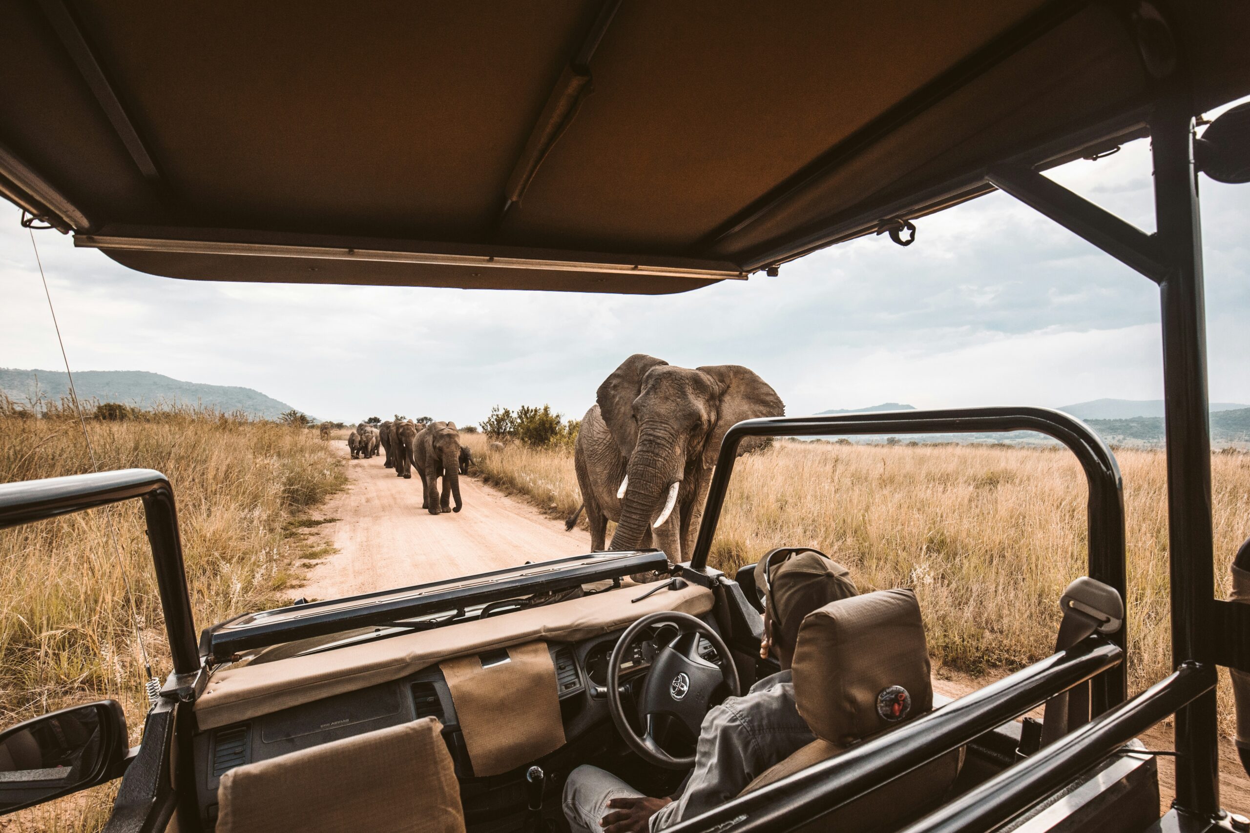 Uitzicht vanuit een safari-jeep op een kudde wilde olifanten die over een zandweg lopen in een nationaal park in Sri Lanka.