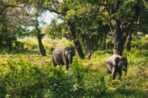Two wild Asian elephants grazing among trees and green bushes during a wildlife safari in Yala National Park, Sri Lanka.