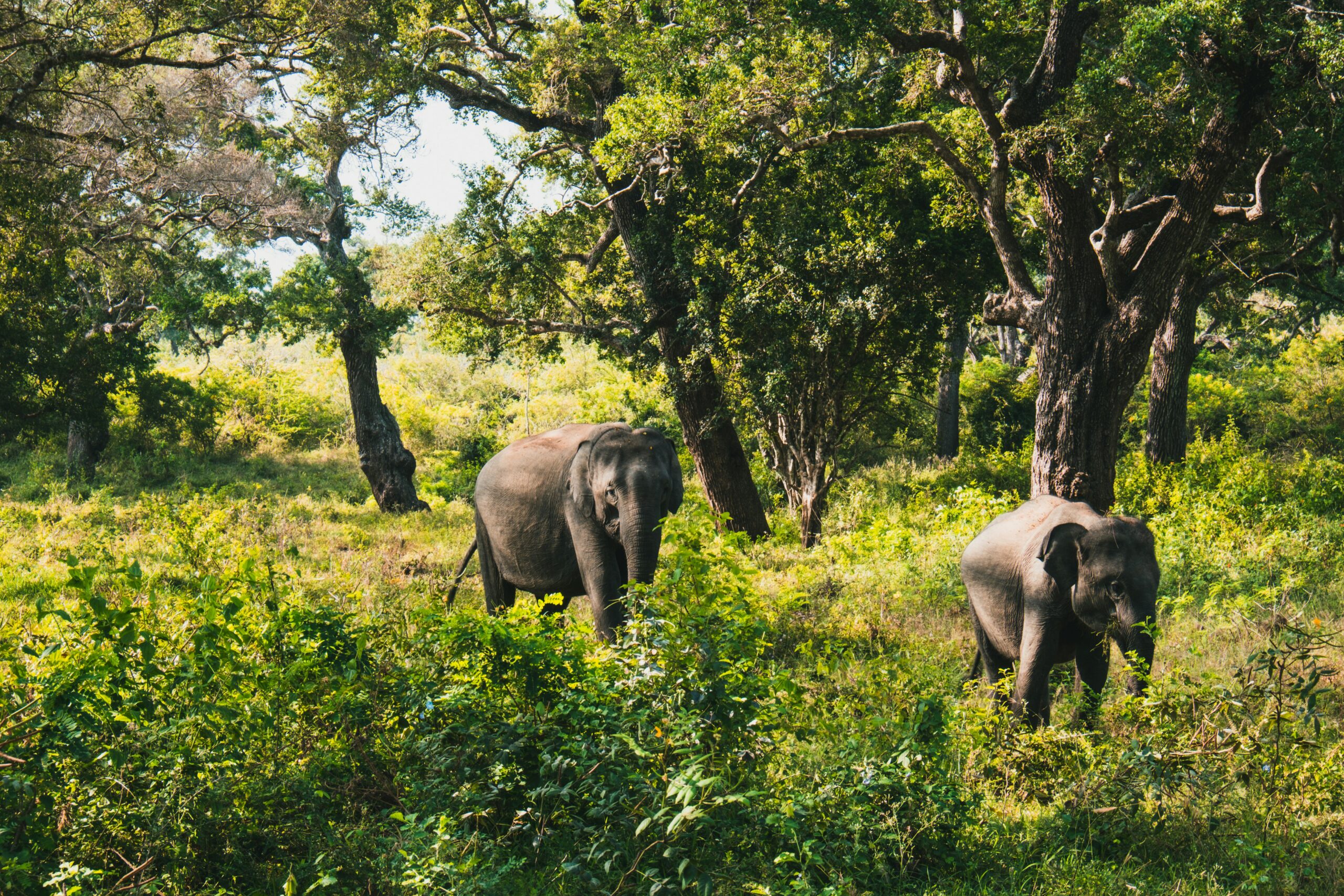 Two wild Asian elephants grazing among trees and green bushes during a wildlife safari in Yala National Park, Sri Lanka.