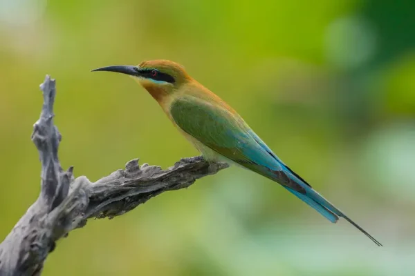 Blue Tailed Bee Eater bird in Yala National Park Sri Lanka - Baurs Travels