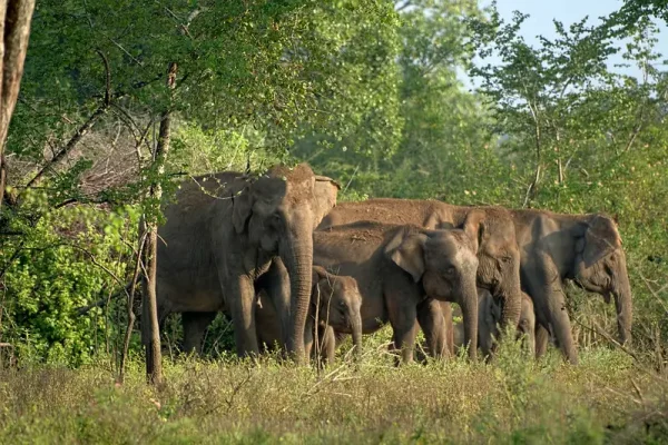 Elephants in Yala National Park Sri Lanka - Baurs Travels