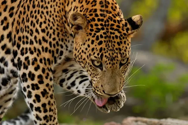 Leperd in Yala National Park Sri Lanka - Baurs Travels