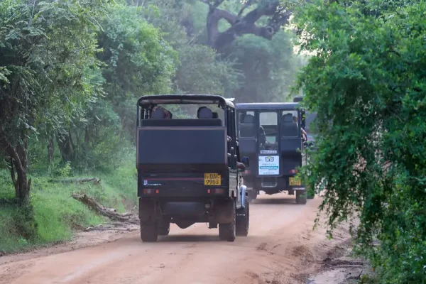 Safari jeeps at Yala National Park Sri Lanka - Baurs Travels