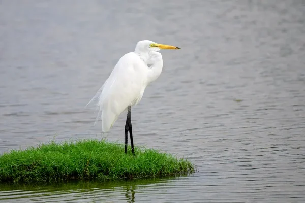 bird watching bundala sri lanka