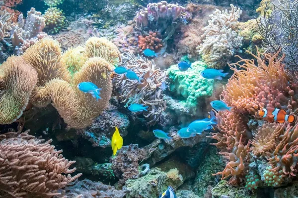 hikkaduwa coral reef hikkaduwa national park