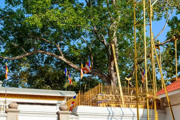 jaya sri maha bodhi anuradhapura sri lanka