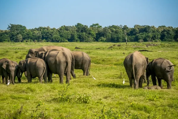 minneriya national park dambulla sri lanka