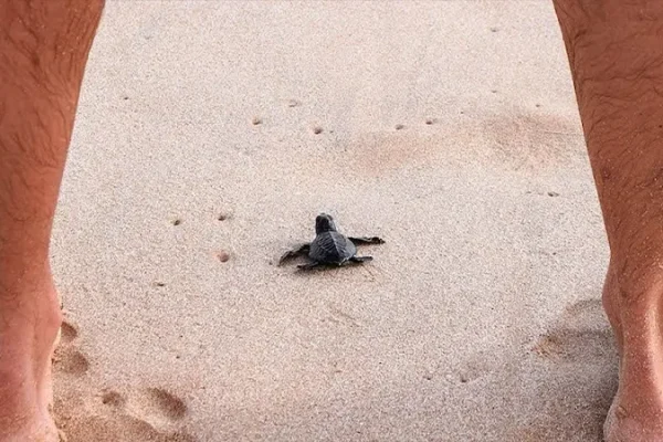 sea turtle hatcheries kosgoda sri lanka