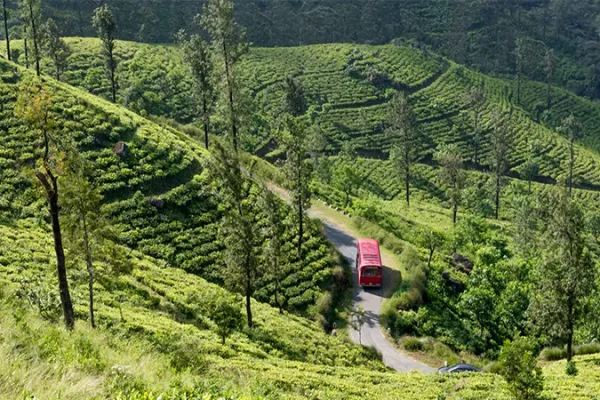 tea plantation ella sri lanka baurs travels
